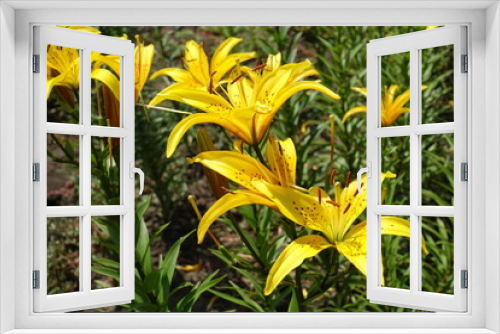 Fototapeta Naklejka Na Ścianę Okno 3D - Many spotted yellow flowers of lilies in June