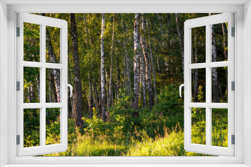 Fototapeta Naklejka Na Ścianę Okno 3D - Secluded birch grove in summer, green landscape
