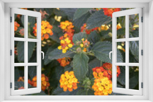 Fototapeta Naklejka Na Ścianę Okno 3D - Orange lantana flowers