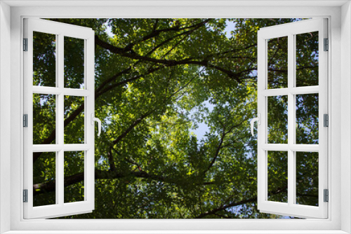 Fototapeta Naklejka Na Ścianę Okno 3D - Cinnamomum camphora tree