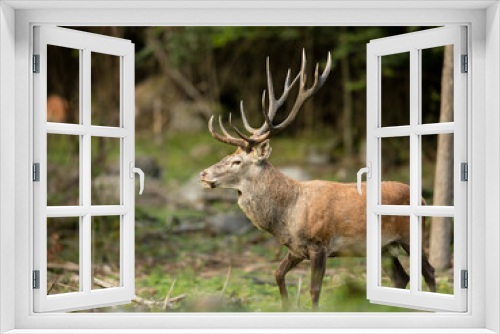 Fototapeta Naklejka Na Ścianę Okno 3D - red deer