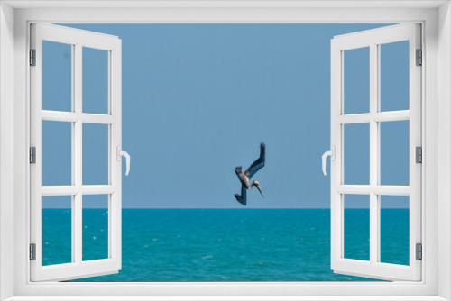 Fototapeta Naklejka Na Ścianę Okno 3D - Pelican diving for fish off the Florida coast.