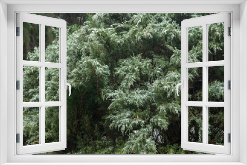 Fototapeta Naklejka Na Ścianę Okno 3D - freezing rain. juniper branch in winter.