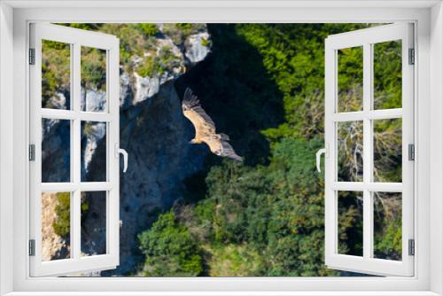 Fototapeta Naklejka Na Ścianę Okno 3D - Griffon vulture (Gyps fulvus), Foz de Lumbier, Salazar river, Navarra, Spain, Europe