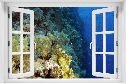 Fototapeta Naklejka Na Ścianę Okno 3D - A scuba diver on a deep Red Sea coral reef wall