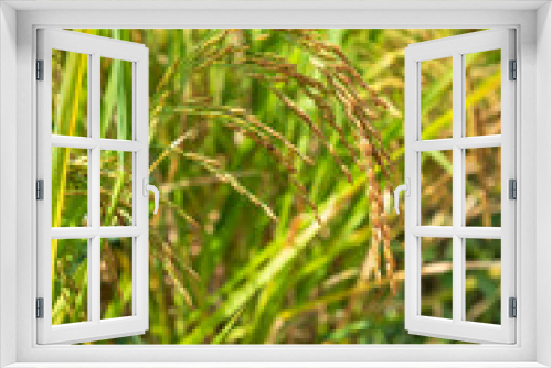 Fototapeta Naklejka Na Ścianę Okno 3D - Closed-up rice spike seed in paddy field