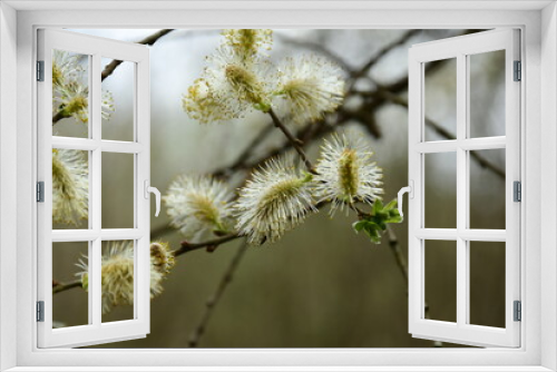 Fototapeta Naklejka Na Ścianę Okno 3D - Blütenknospen an eine Strauch
