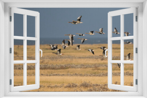 Fototapeta Naklejka Na Ścianę Okno 3D - Greylag Goose - Graugans - Anser anser ssp. anser, Germany (Niedersachsen), migrating