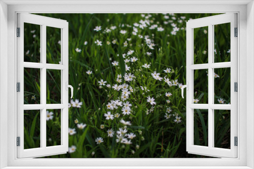 Fototapeta Naklejka Na Ścianę Okno 3D - Delicate white flowers grow in the grass