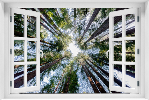 Fototapeta Naklejka Na Ścianę Okno 3D - Redwood trees looking up in Muir Woods National Monument in Marin County, California, USA.