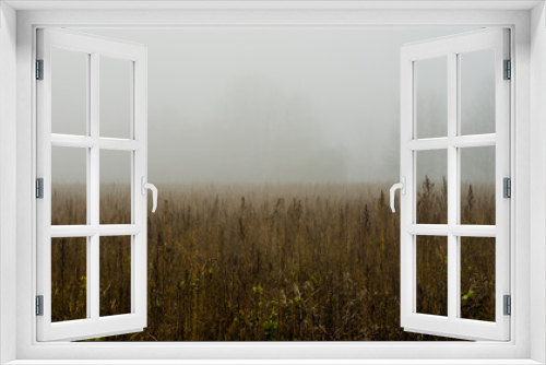 Fototapeta Naklejka Na Ścianę Okno 3D - Fog over field with wild plants, foggy trees in background