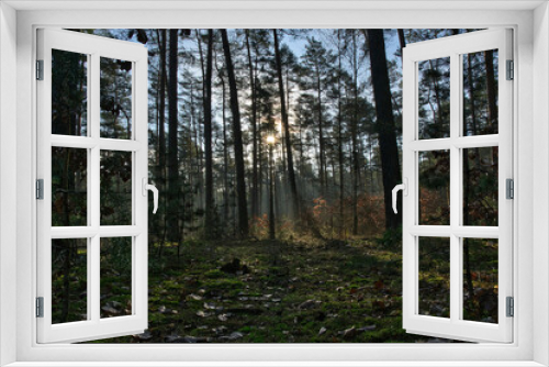 Fototapeta Naklejka Na Ścianę Okno 3D - Herbstsonnenstrahlen