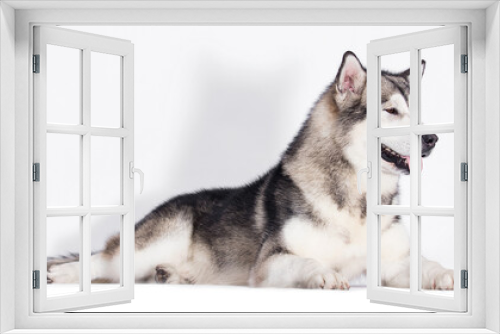 Fototapeta Naklejka Na Ścianę Okno 3D - big dog lies sideways alaskan malamute in studio