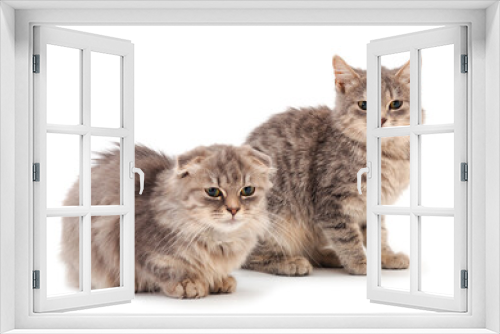 Fototapeta Naklejka Na Ścianę Okno 3D - Two small gray kitten.