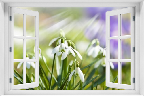 Fototapeta Naklejka Na Ścianę Okno 3D - Schneeglöckchen/Galanthus