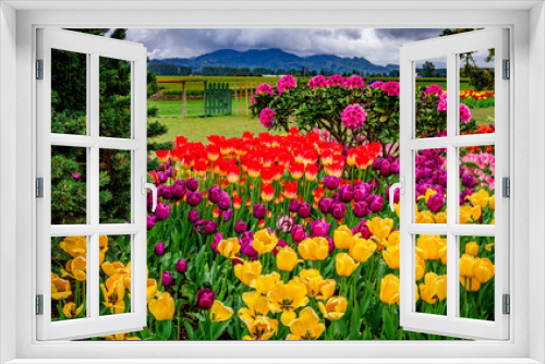 Fototapeta Naklejka Na Ścianę Okno 3D - Colorful spring tulip garden