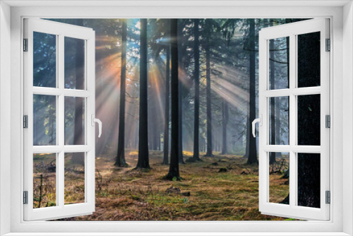Fototapeta Naklejka Na Ścianę Okno 3D - Mystischer Nebel im Thüringer Wald