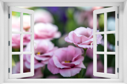 Fototapeta Naklejka Na Ścianę Okno 3D - Roses in the garden