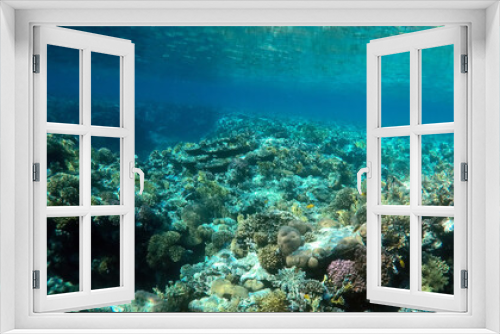 Fototapeta Naklejka Na Ścianę Okno 3D - Tropical coral reef. Ecosystem and environment. Egypt. Near Sharm El Sheikh