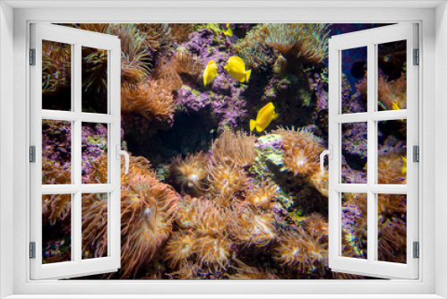 Fototapeta Naklejka Na Ścianę Okno 3D - Amazing coral reef aquarium moment. Wonderful and beautiful underwater world with corals and tropical fish.