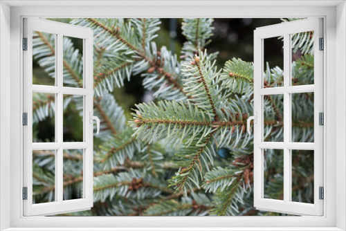 Fototapeta Naklejka Na Ścianę Okno 3D - Closeup of fir branches in a christmas tree in the street