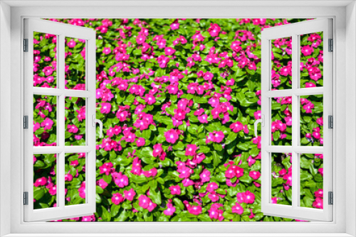 Fototapeta Naklejka Na Ścianę Okno 3D - field of pink tulips