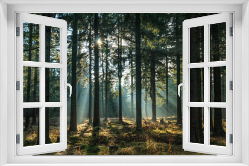 Fototapeta Naklejka Na Ścianę Okno 3D - Nebelschwaden im Wald