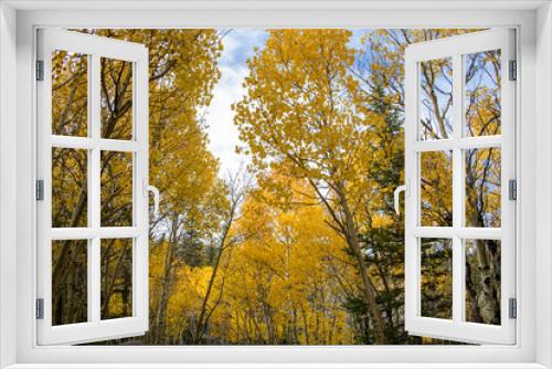 Fototapeta Naklejka Na Ścianę Okno 3D - Aspen Trees in Rocky Mountain National Park