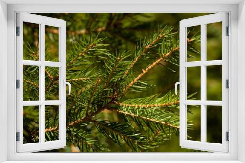 Fototapeta Naklejka Na Ścianę Okno 3D - Green pine branches with needles - Outdoor picture of a few conifer small branches