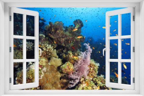 Fototapeta Naklejka Na Ścianę Okno 3D - A deep part of a Red Sea coral reef