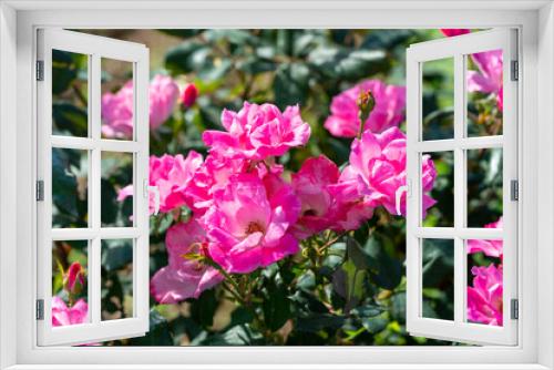 Fototapeta Naklejka Na Ścianę Okno 3D - A close-up of beautiful roses