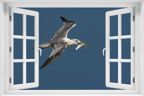 Fototapeta Naklejka Na Ścianę Okno 3D - Grote Kuifstern, Swift Tern, Sterna bergii
