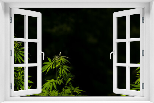 Fototapeta Naklejka Na Ścianę Okno 3D - Cannabis bushes that grows in the wild.Cannabis bush at sunset panorama.Cannabis bush on a black background.Wild hemp. Close-up. Young green plant.