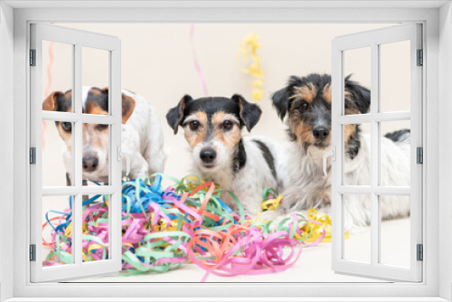 Fototapeta Naklejka Na Ścianę Okno 3D - Three Party Dog. Jack Russell dogs ready for carnival