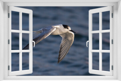Fototapeta Naklejka Na Ścianę Okno 3D - Visdief; Common Tern; Sterna hirundo