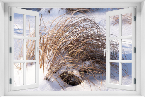 Fototapeta Naklejka Na Ścianę Okno 3D - Frozen ears of wheat in the snow. Ears of corn in a winter landscape