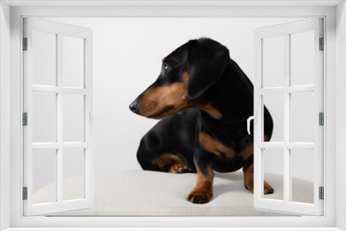 Fototapeta Naklejka Na Ścianę Okno 3D - Dackel Zwergdackel Schwarz-Braun Hund