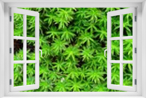 Fototapeta Naklejka Na Ścianę Okno 3D - beautiful view Plantago subulata leaves fresh grown Plantaginaceae