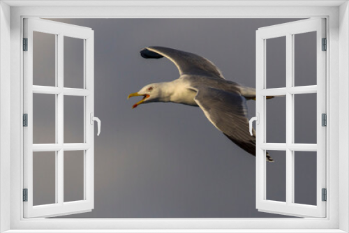 Fototapeta Naklejka Na Ścianę Okno 3D - Geelpootmeeuw; Yellow-legged Gull; Larus michahellis