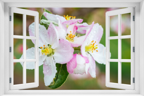 Fototapeta Naklejka Na Ścianę Okno 3D - Pink apple tree flowers close up in sunny weather