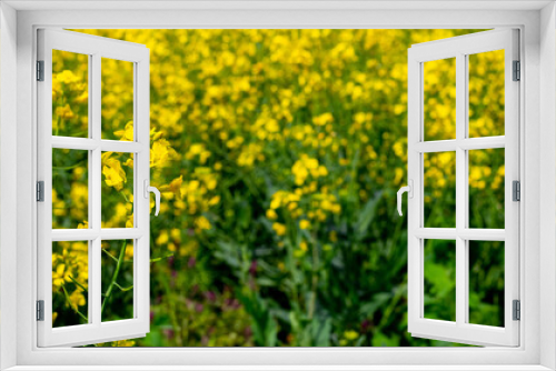 Fototapeta Naklejka Na Ścianę Okno 3D - Spring background with yellow rapeseed flowers, rapeseed blossoms