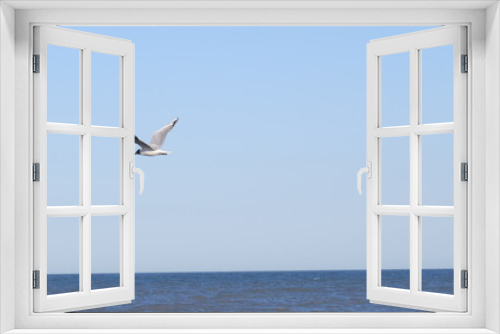 Fototapeta Naklejka Na Ścianę Okno 3D - seagull flying in the sea