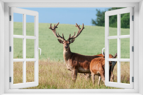 Fototapeta Naklejka Na Ścianę Okno 3D - Red Deer (Cervus elaphus)