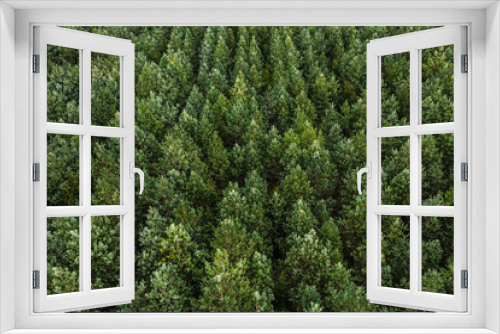 Fototapeta Naklejka Na Ścianę Okno 3D - Aerial view of the green planted forest