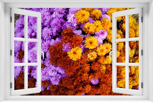 Fototapeta Naklejka Na Ścianę Okno 3D - purple, yellow and orange Chinese chrysanthemums on flowerbed. floral background