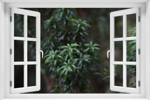 Fototapeta Naklejka Na Ścianę Okno 3D - macro pine branch textured background