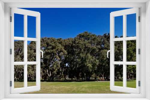 Fototapeta Naklejka Na Ścianę Okno 3D - Beautiful panoramic view of a public park with green grass, tall trees and deep blue sky in the background, Centennial park, Sydney, New South Wales, Australia
