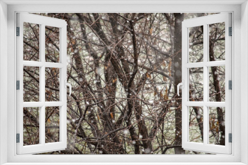 Fototapeta Naklejka Na Ścianę Okno 3D - Blurred snowflakes in winter against the background of brown bare trees and branches, snow falls