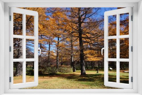 Fototapeta Naklejka Na Ścianę Okno 3D - Autumn yellow forest of Senjogahara Marshland in Nikko, Tochigi prefecture, Japan - 戦場ヶ原 森 栃木県 日光市 日本