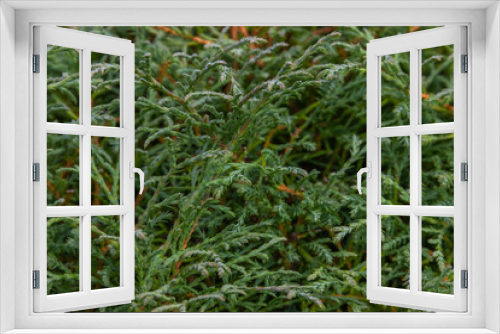 Fototapeta Naklejka Na Ścianę Okno 3D - Green thuja branches close-up. Texture nature background. Coniferous evergreen shrubs.